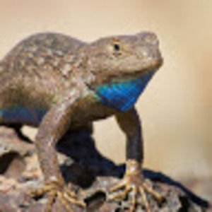 Meet your Posher, Sage